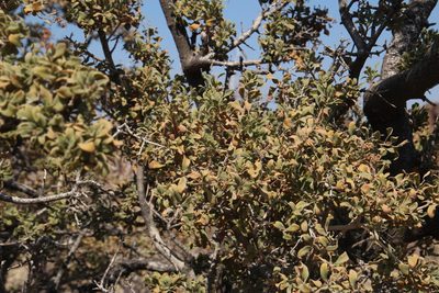 Ozoroa namaensis, photographed by Tony Rebelo