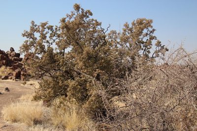 Ozoroa namaensis, photographed by Tony Rebelo