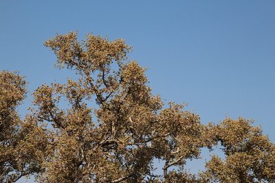 Ozoroa namaensis, photographed by Tony Rebelo