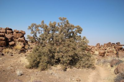 Ozoroa namaensis, photographed by Tony Rebelo