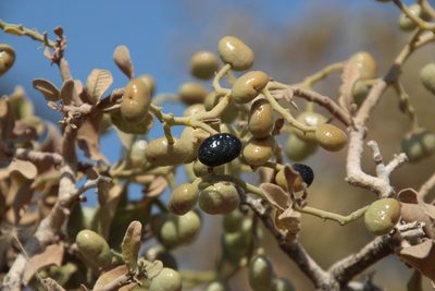Ozoroa namaensis, photographed by Tony Rebelo