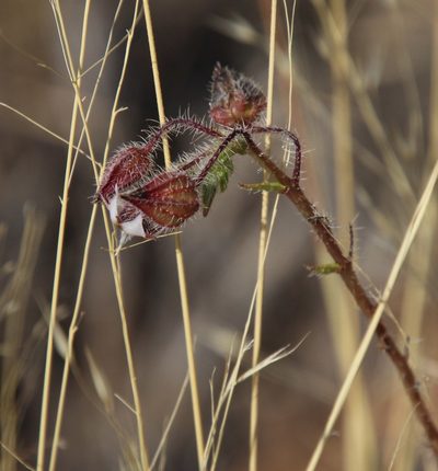 Trichodesma africanum, photographed by Tony Rebelo