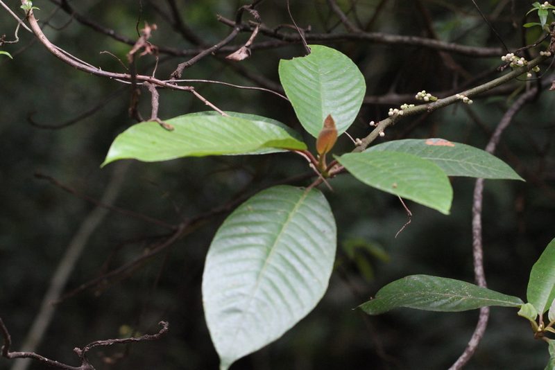 Saurauia tristyla, photographed by Agnes Trekker