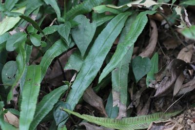 Deparia lancea, photographed by Agnes Trekker