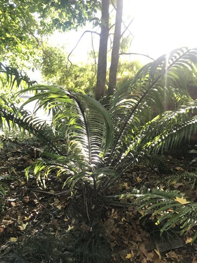 Encephalartos villosus, photographed by Presha Soogrim
