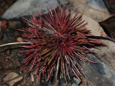 Stylidium lineare, photographed by Thomas Mesaglio