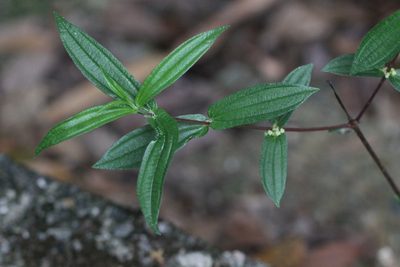 Gonostegia hirta, photographed by Agnes Trekker