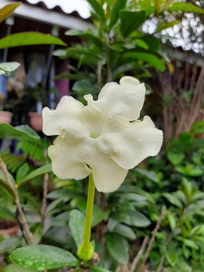 Brunfelsia americana, photographed by Francis Pérez