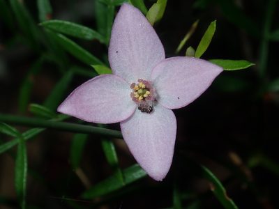 Boronia pinnata, photographed by Thomas Mesaglio