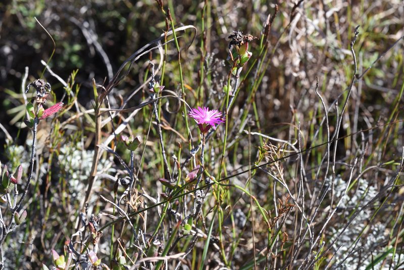 Ruschia knysnana, photographed by Andrew Gillespie