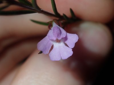 Hemigenia purpurea, photographed by Thomas Mesaglio