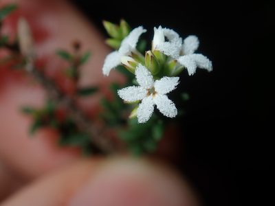 Leucopogon microphyllus, photographed by Thomas Mesaglio