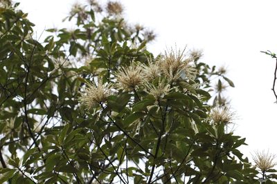 Castanopsis fissa, photographed by Agnes Trekker