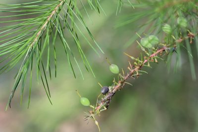 Persoonia pinifolia, photographed by tobyyy