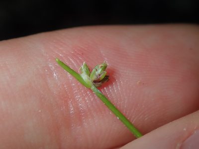 Isolepis inundata, photographed by Thomas Mesaglio
