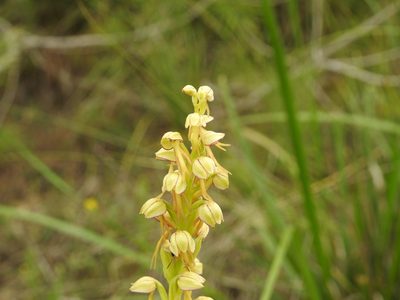 Orchis anthropophora, photographed by Aissa Djamel Filali