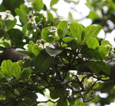 Cornus hongkongensis, photographed by Agnes Trekker