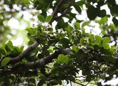 Cornus hongkongensis, photographed by Agnes Trekker