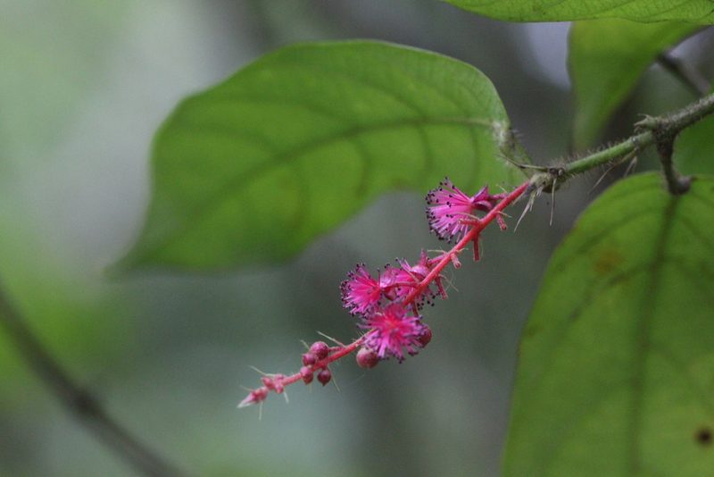 Hancea hookeriana, photographed by Agnes Trekker