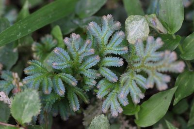 Selaginella uncinata, photographed by Agnes Trekker