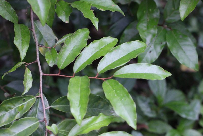 Elaeagnus loureiroi, photographed by Agnes Trekker