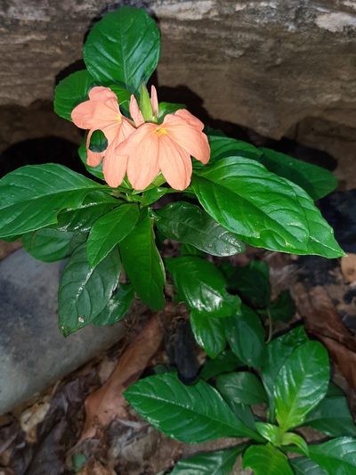 Crossandra infundibuliformis, photographed by Francis Pérez