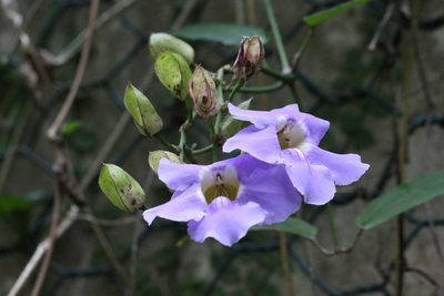 Thunbergia grandiflora, photographed by Agnes Trekker