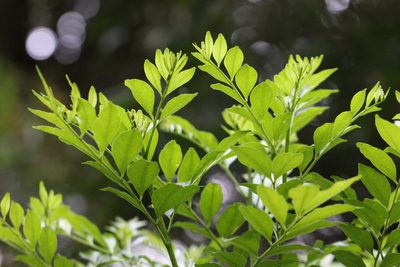Zanthoxylum avicennae, photographed by Agnes Trekker