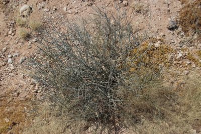 Calicorema capitata, photographed by Tony Rebelo