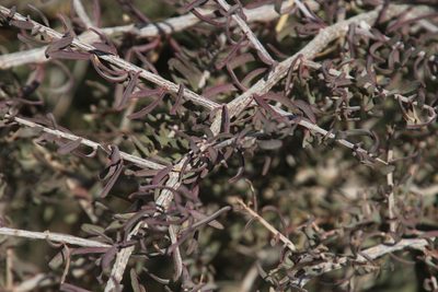 Phaeoptilum spinosum, photographed by Tony Rebelo