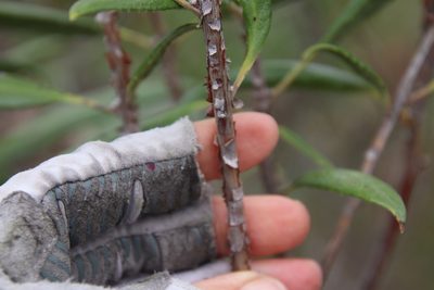 Comarostaphylis diversifolia, photographed by Millie Basden