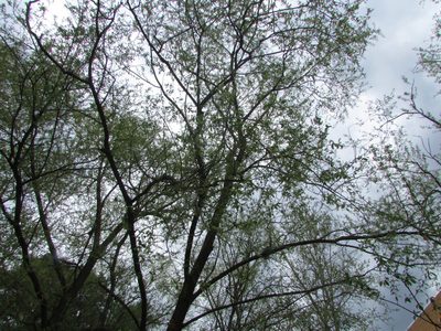 Salix euxina, photographed by Татьяна Горбушина