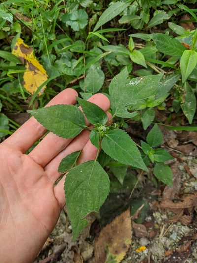 Acalypha deamii, photographed by Nathan Aaron