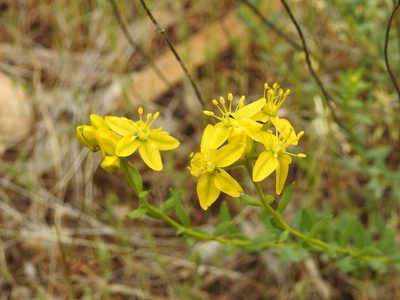 Haplophyllum linifolium, photographed by Aissa Djamel Filali