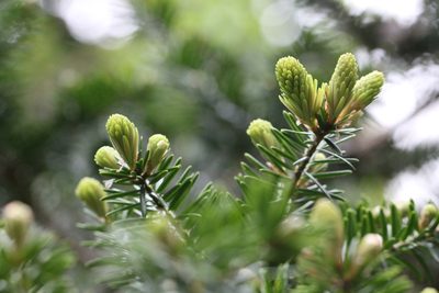 Keteleeria fortunei, photographed by Agnes Trekker