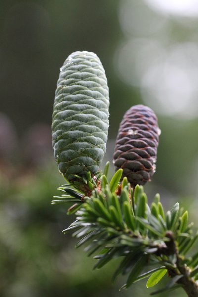 Keteleeria fortunei, photographed by Agnes Trekker