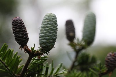 Keteleeria fortunei, photographed by Agnes Trekker