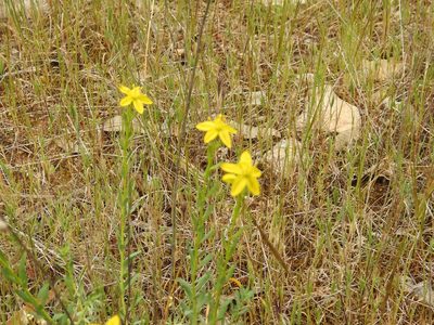 Haplophyllum linifolium, photographed by Aissa Djamel Filali