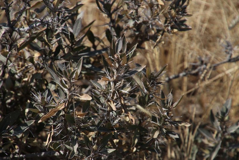 Aptosimum albomarginatum, photographed by Tony Rebelo