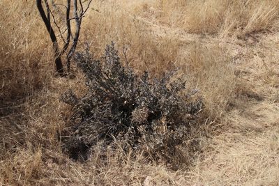 Aptosimum albomarginatum, photographed by Tony Rebelo