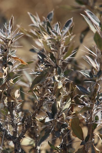 Aptosimum albomarginatum, photographed by Tony Rebelo