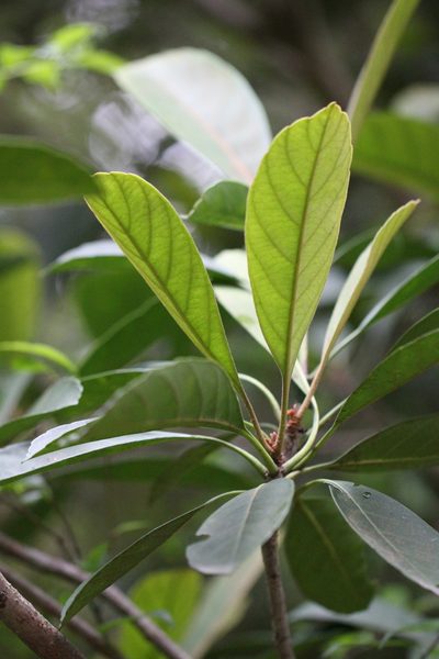 Eriobotrya fragrans, photographed by Agnes Trekker