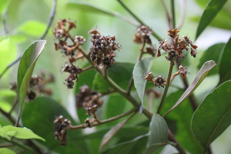 Eriobotrya fragrans, photographed by Agnes Trekker