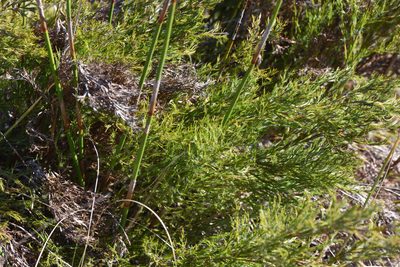 Thamnochortus glaber, photographed by Andrew Gillespie