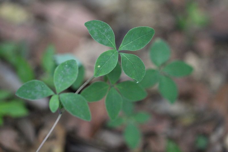 Codonopsis lanceolata, photographed by Agnes Trekker