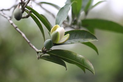 Magnolia championii, photographed by Agnes Trekker