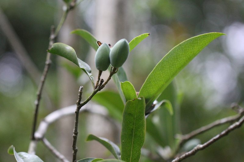 Magnolia championii, photographed by Agnes Trekker