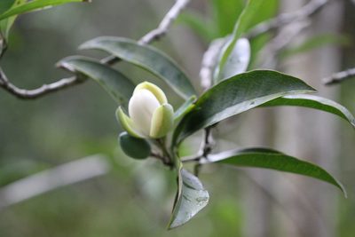 Magnolia championii, photographed by Agnes Trekker