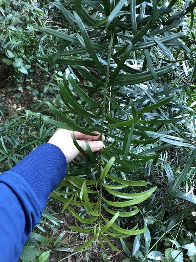 Podocarpus henkelii, photographed by Sunčana Bradley