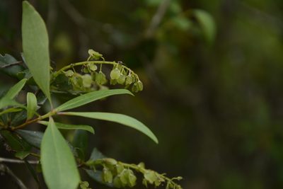 Cliftonia monophylla, photographed by Siddarth Machado
